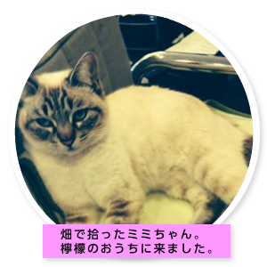 ミミちゃんの部屋