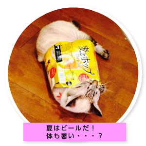 ミミちゃんの部屋