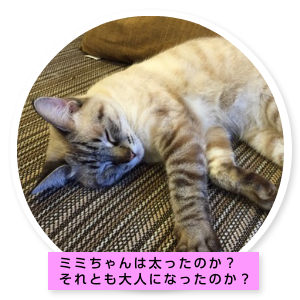 ミミちゃんの部屋