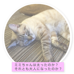 ミミちゃんの部屋