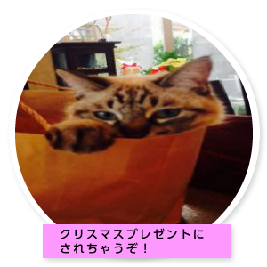 ミミちゃんの部屋