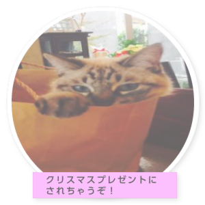ミミちゃんの部屋