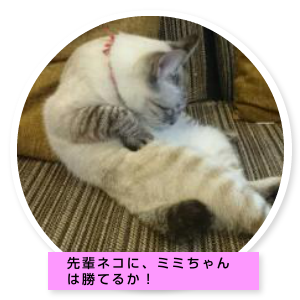 ミミちゃんの部屋