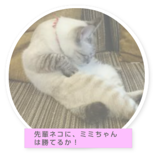 ミミちゃんの部屋