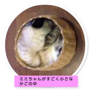 ミミちゃんの部屋