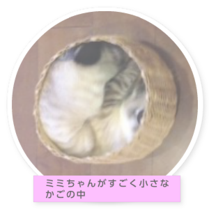 ミミちゃんの部屋