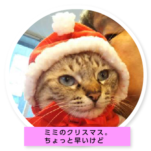 ミミちゃんの部屋