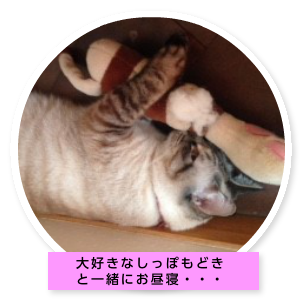 ミミちゃんの部屋