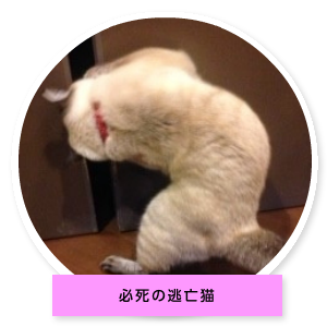 ミミちゃんの部屋