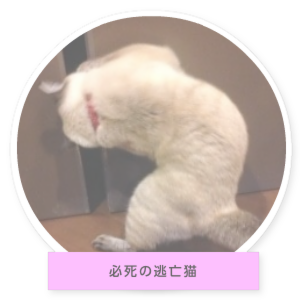 ミミちゃんの部屋