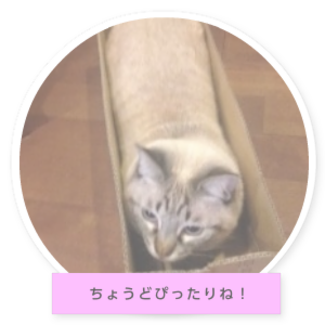 ミミちゃんの部屋