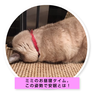 ミミちゃんの部屋