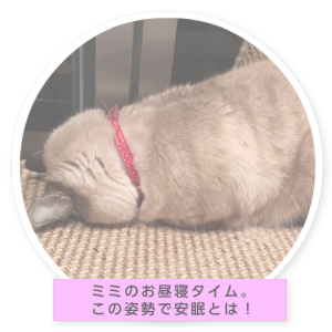 ミミちゃんの部屋