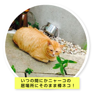 たるちゃんの部屋