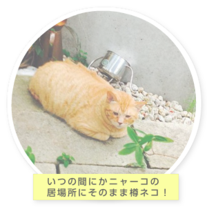 たるちゃんの部屋