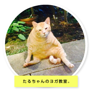 たるちゃんの部屋