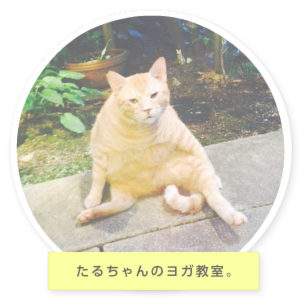 たるちゃんの部屋