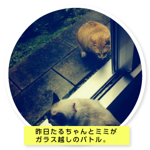 たるちゃんの部屋