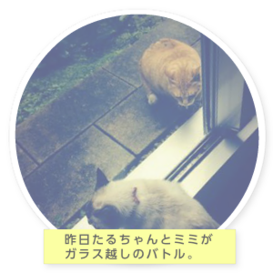 たるちゃんの部屋